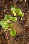 Roundleaf yellow violet
